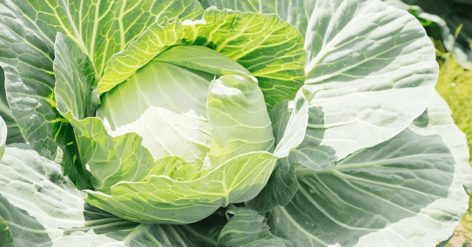 格安！緑単キャベツグラスパーループ｜あいうe