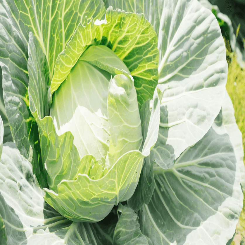 格安！緑単キャベツグラスパーループ｜あいうe