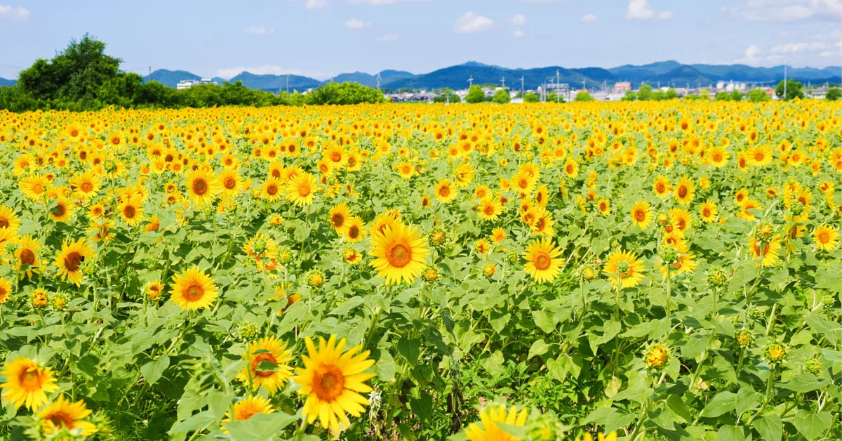 The Tufti Method: Realizations That Might Change Your Life｜マーシー＠離婚からの人生爆上げ