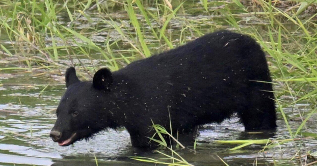 データの蓄積から見えて来たツキノワグマの正しい姿 〜 本州