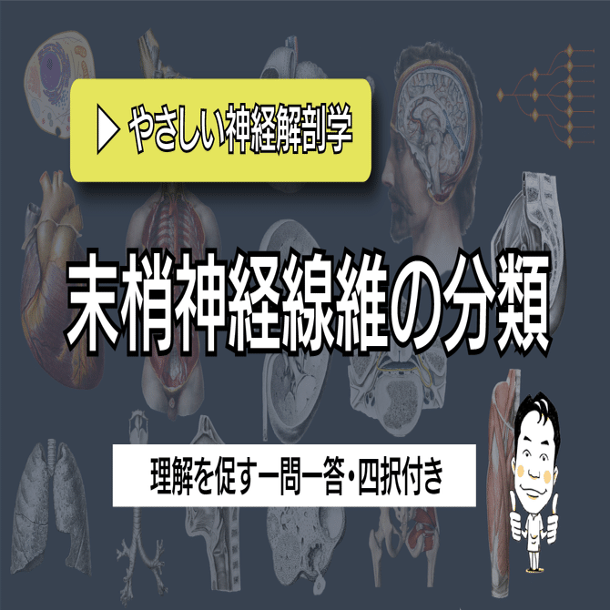 末梢神経線維の分類 ｜ やさしい神経解剖学｜かずひろ先生（黒澤一弘