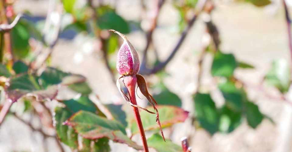 バラの蕾が枯れた 3 6 道麟庵だより Note