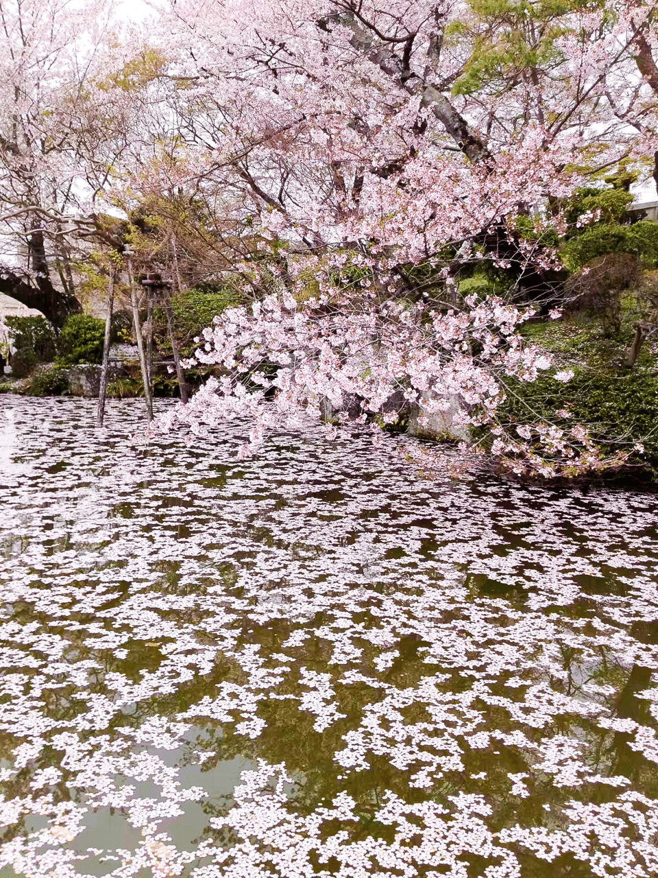 桜の風景写真 Lyy Lyy Note