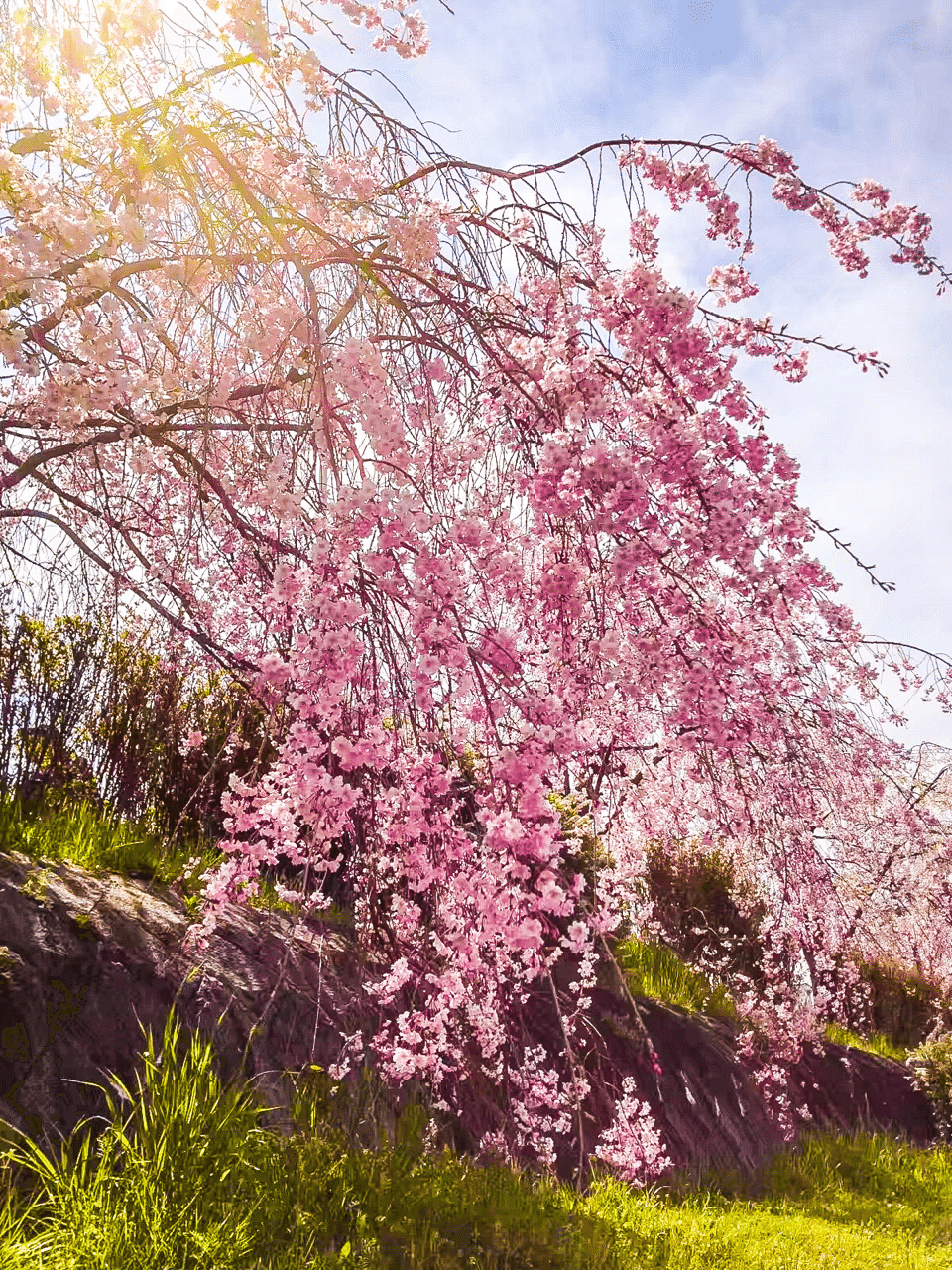 桜の風景写真 Lyy Lyy Note