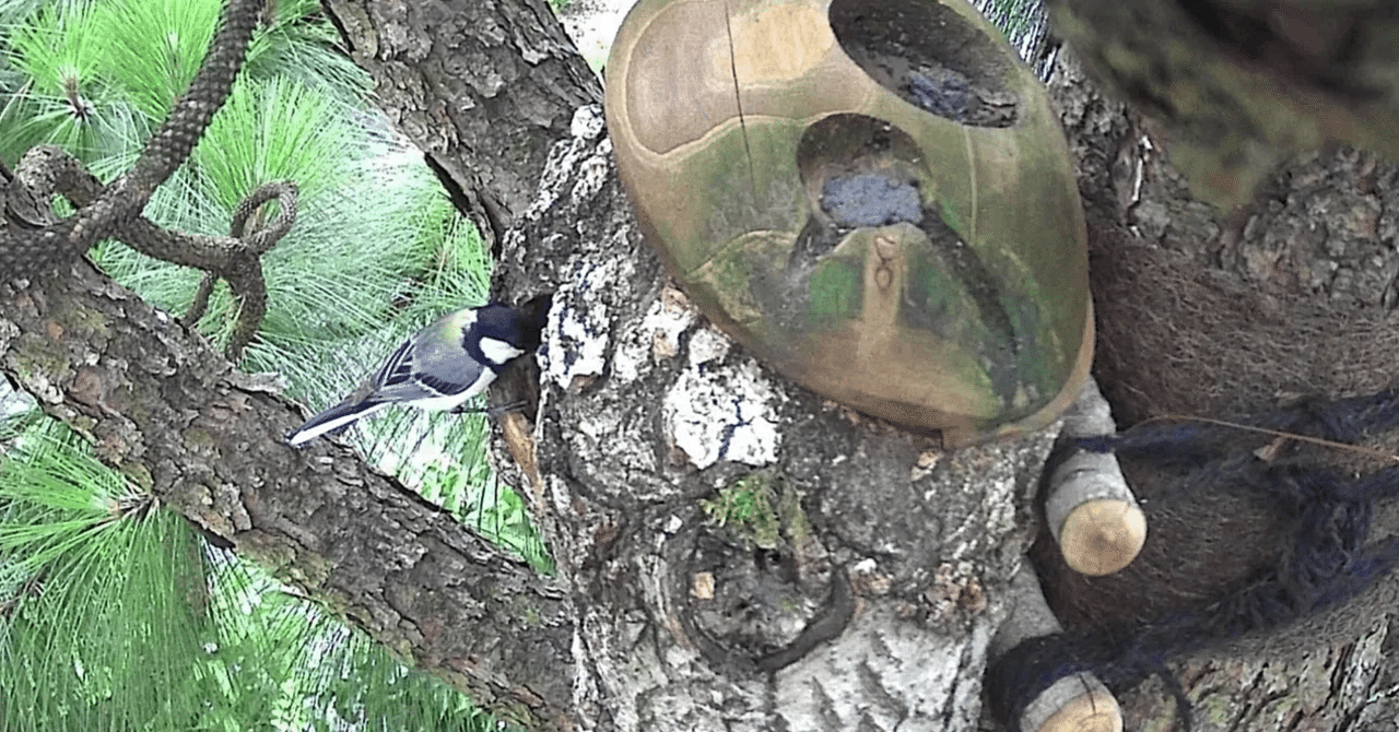 人工巣洞の観察記録】シジュウカラの子育て(2025年7月12日〜トレイル