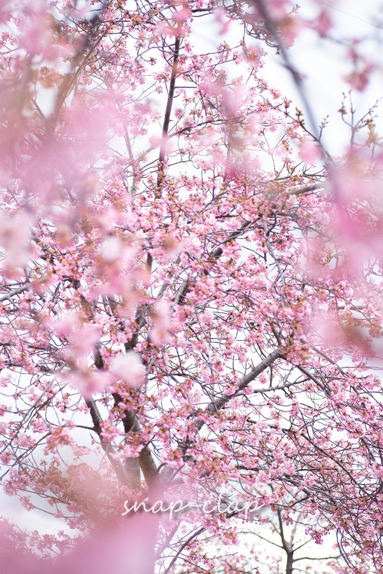 ピンク色に染まる河津桜