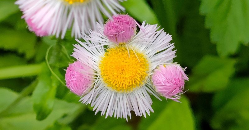 ◆草が好き のん🍀365日野草生活｜note