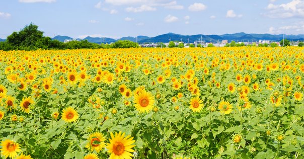代ゼミ 早稲田大学/慶應義塾大学 早慶世界史 古代〜近世 テキスト 状態良い 2022 夏期 佐藤幸夫 010m0D 代々木ゼミナール 代ゼミ 早稲田大学 早大世界史予想問題演習