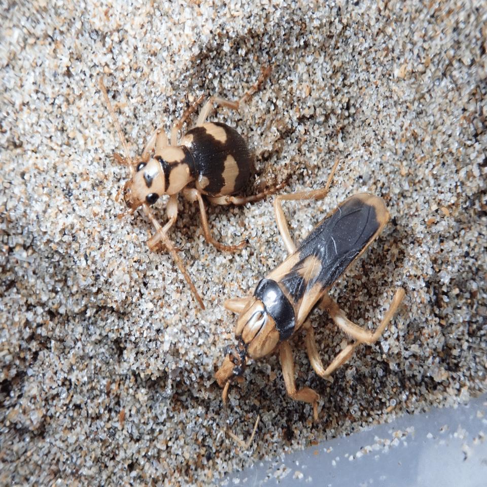 ミイデラゴミムシとキイロサシガメ｜トモロウ