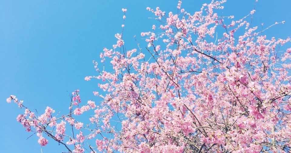 桜の木と 花と 実と 早島由香 Note