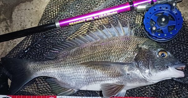 釣り始めロデオクラフト フォーナイン　グレイウルフ　63ML-e 新品 管釣り備忘録 ロデオクラフト 999.9マイスターグレイウルフ63ML