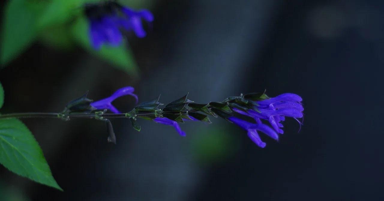 お散歩写真記 ＃22｜tomitomi_otomi