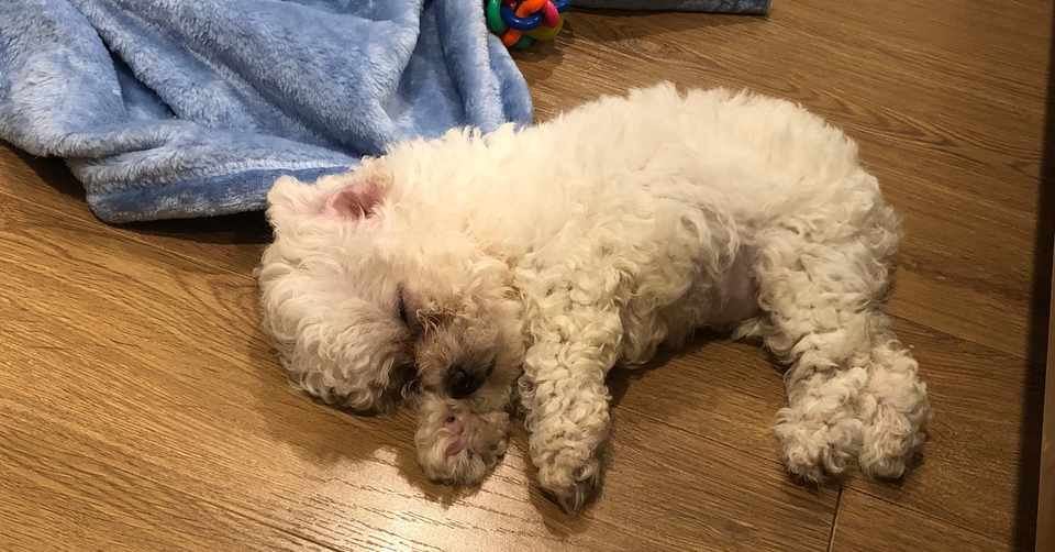 わんちゃんの涙やけ対策 症状緩和と目周りの消臭 トイプードルと筋トレに救われたアラサー Note