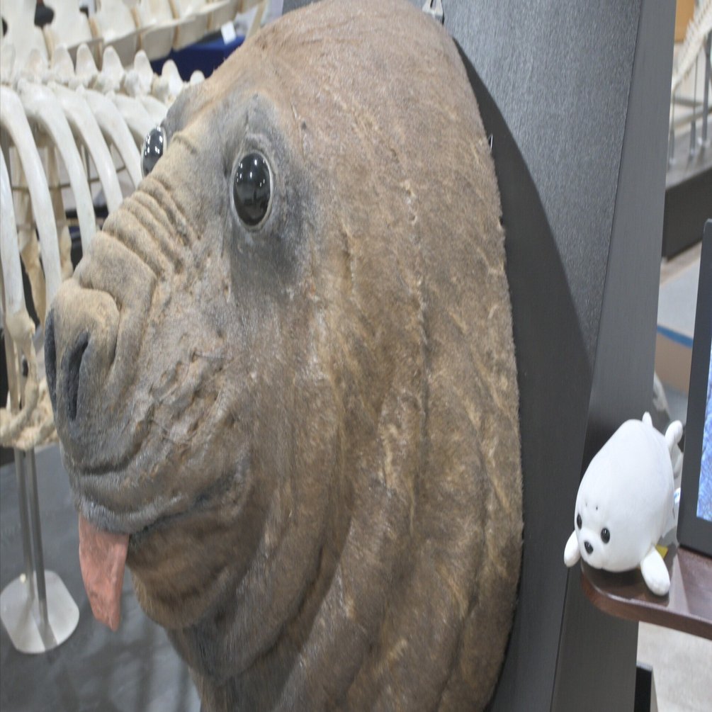 骨の博物館に行ってきた｜ヒロサキ