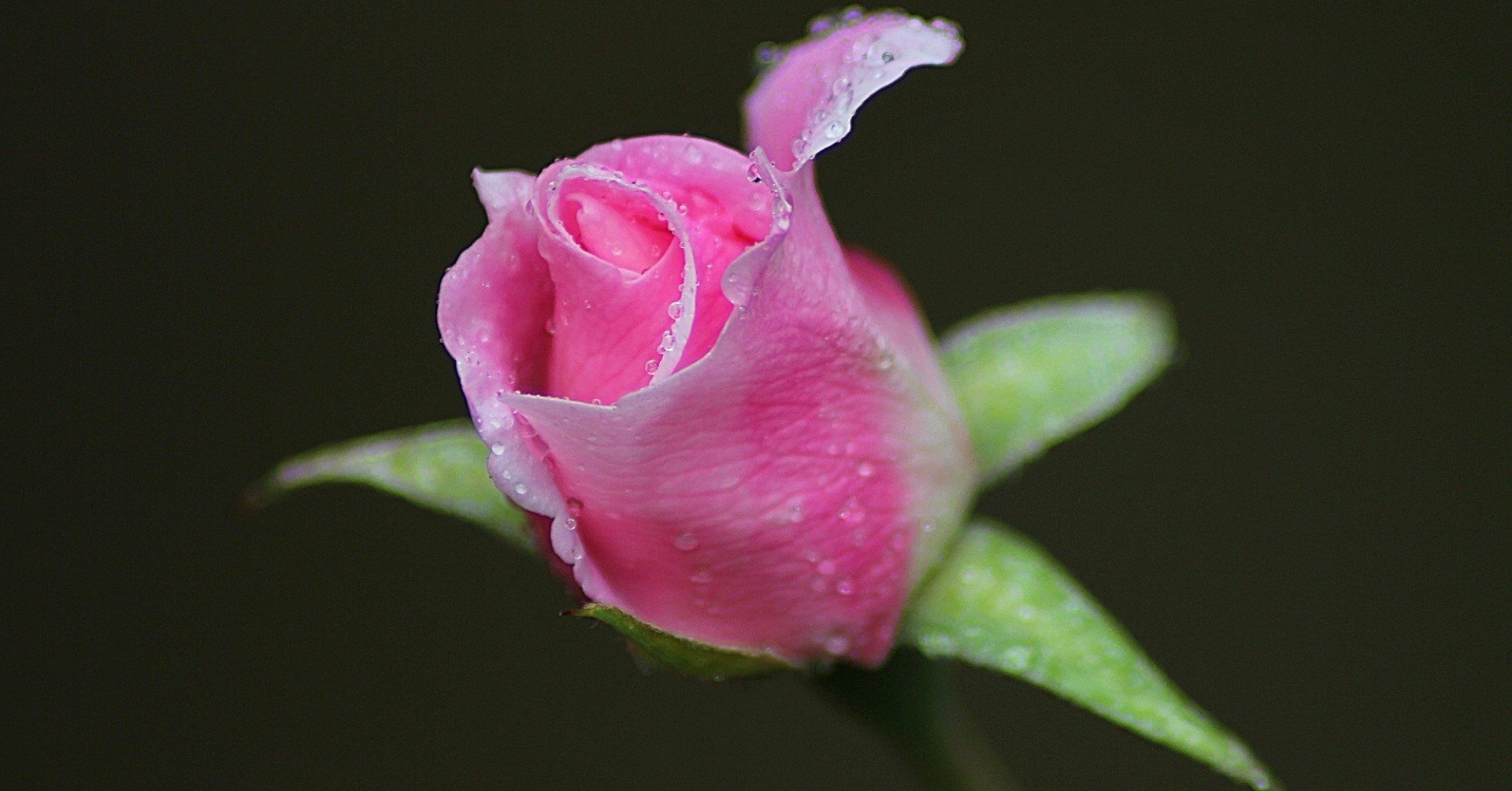 バラのつぼみ Roy Note