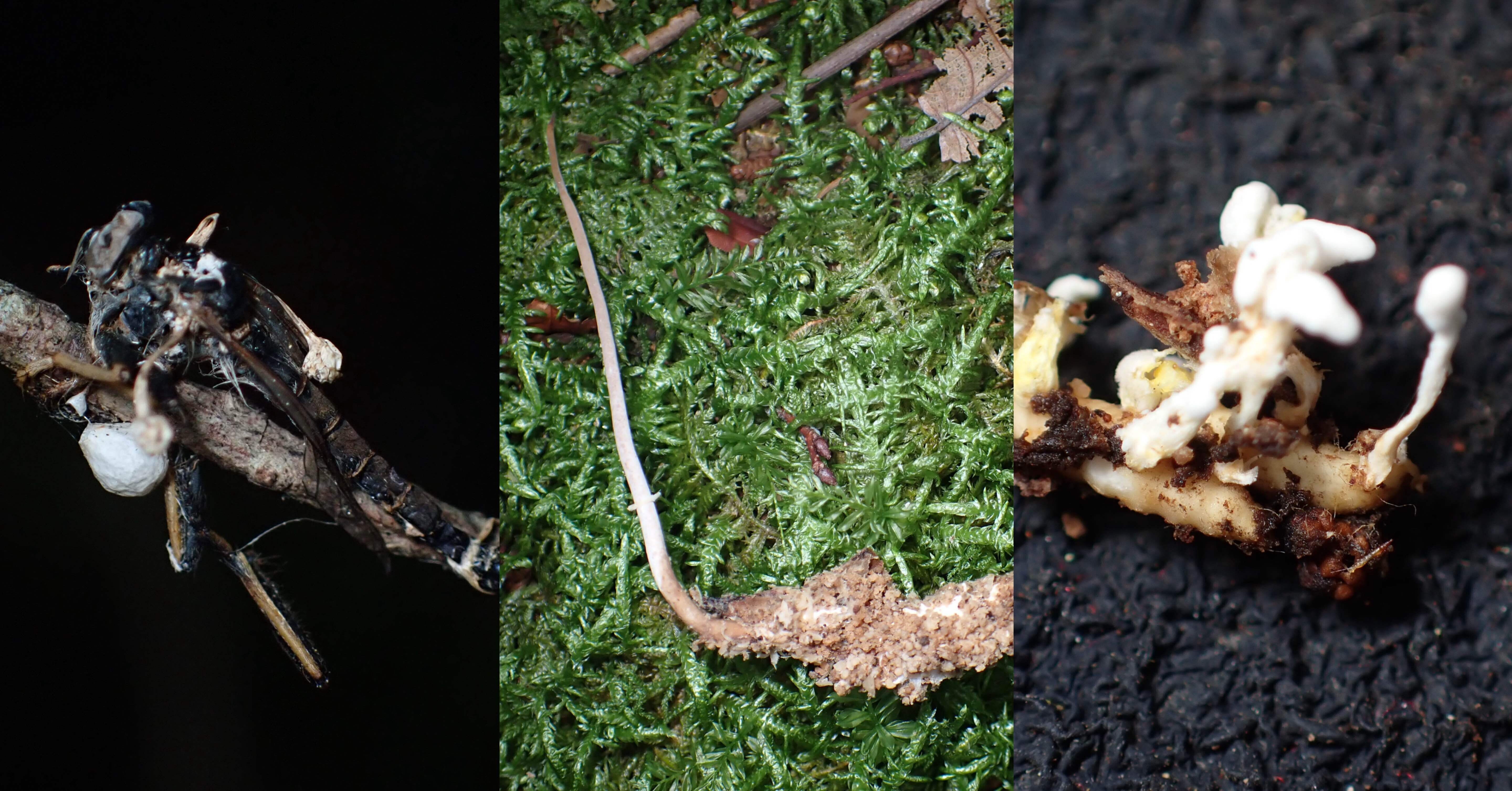 6/21 遠方冬虫夏草オフ会｜くもさん