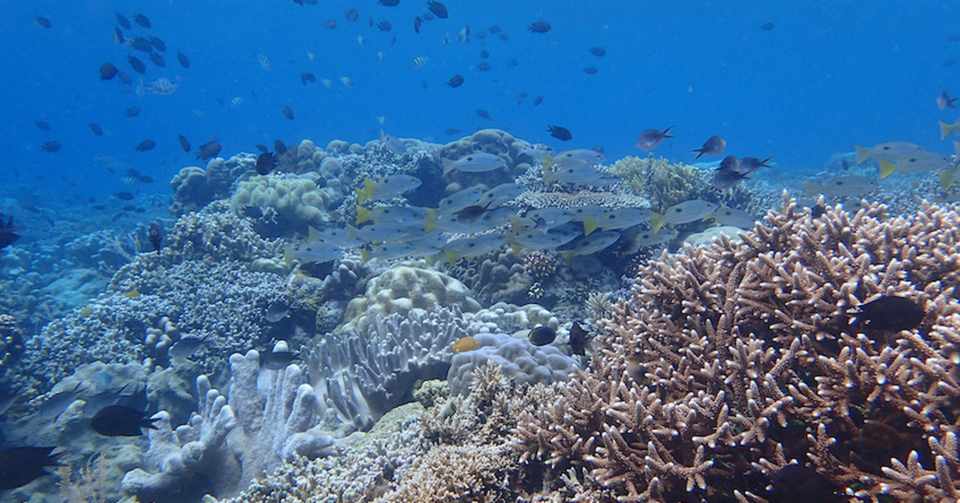 サンゴ礁の生物多様性ホットスポットを探せ 久保田康裕 琉球大学理学部 久保田研究室 シンクネイチャー Note