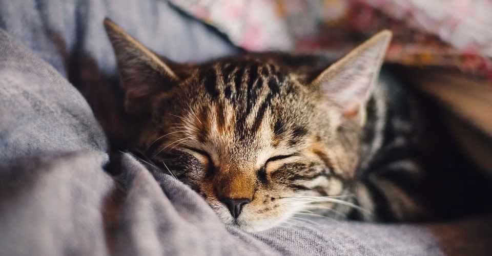 寝てるのに日中眠い それ寝てません スタンフォード式最高の睡眠 いずみ Note