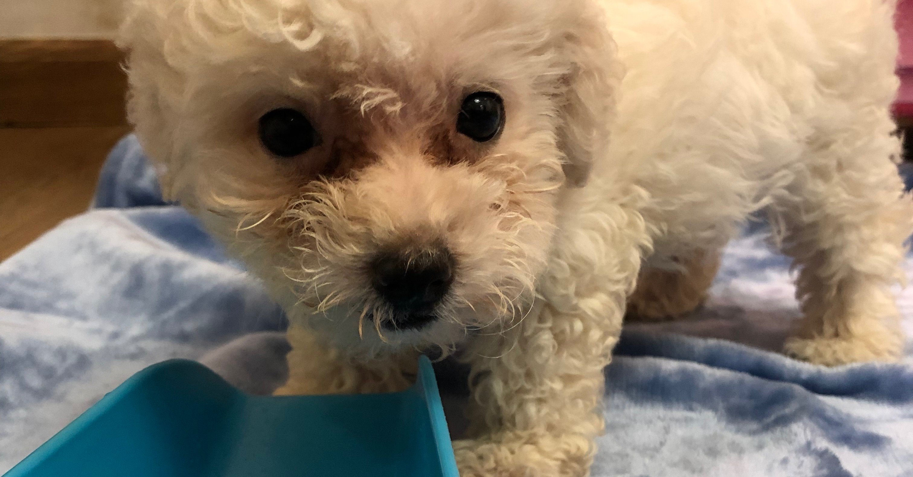 犬を飼ってから変わった5つのこと トイプードルと筋トレに救われたアラサー Note 犬を飼ってから変わった5つのこと トイプードルと筋トレに救われたアラサー Note