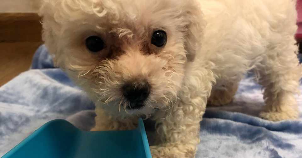 犬を飼ってから変わった5つのこと トイプードルと筋トレに救われたアラサー Note