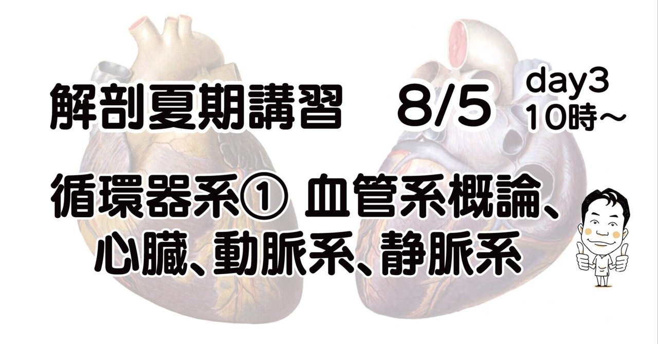 解剖夏期講習 8/5 循環器系① 血管系、心臓、動脈、静脈｜かず