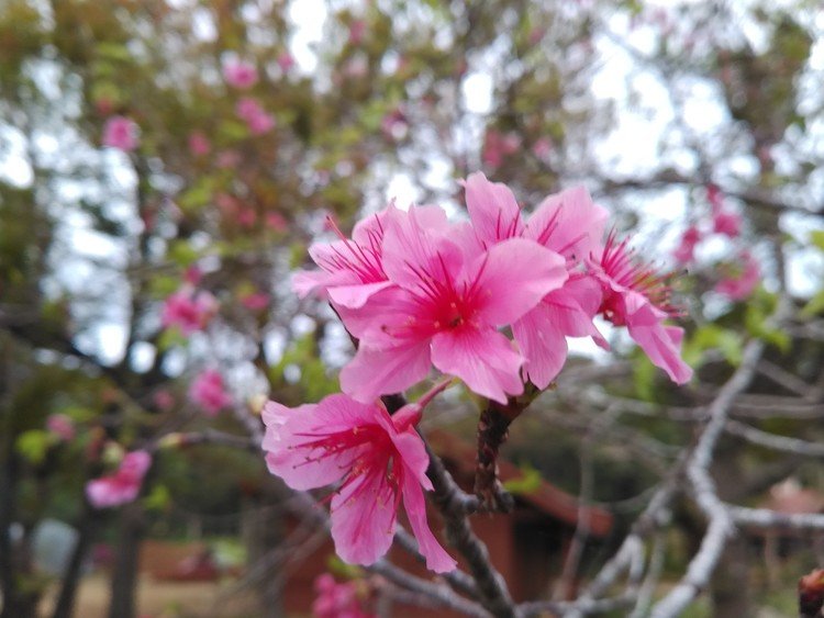 寒緋桜。島の桜は寒くならないと咲かないので、今年はなかなか開花しなかったけど、植物園の標準木は二分咲きしてた！