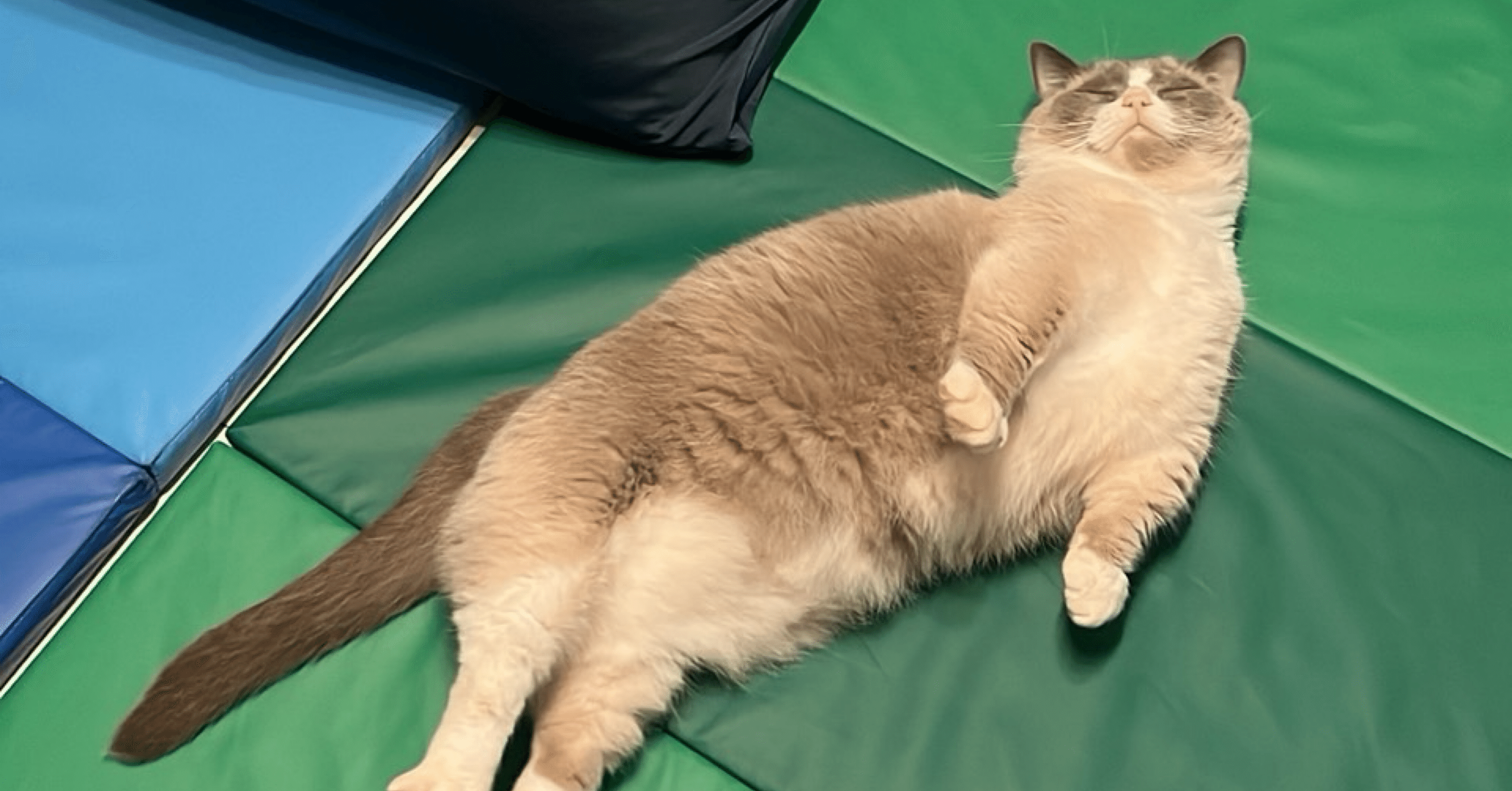 IKEAのプレイマット、買わなきゃ後悔してた【猫×赤ちゃん】｜たびねこパパ