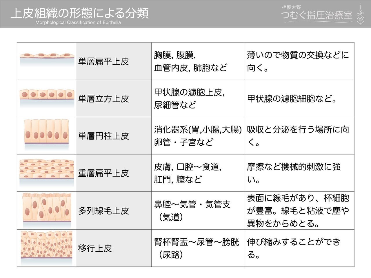 上皮組織の分類 かずひろ先生 黒澤一弘 解剖学 Note 上皮組織の分類 かずひろ先生 黒澤一弘 解剖学 Note