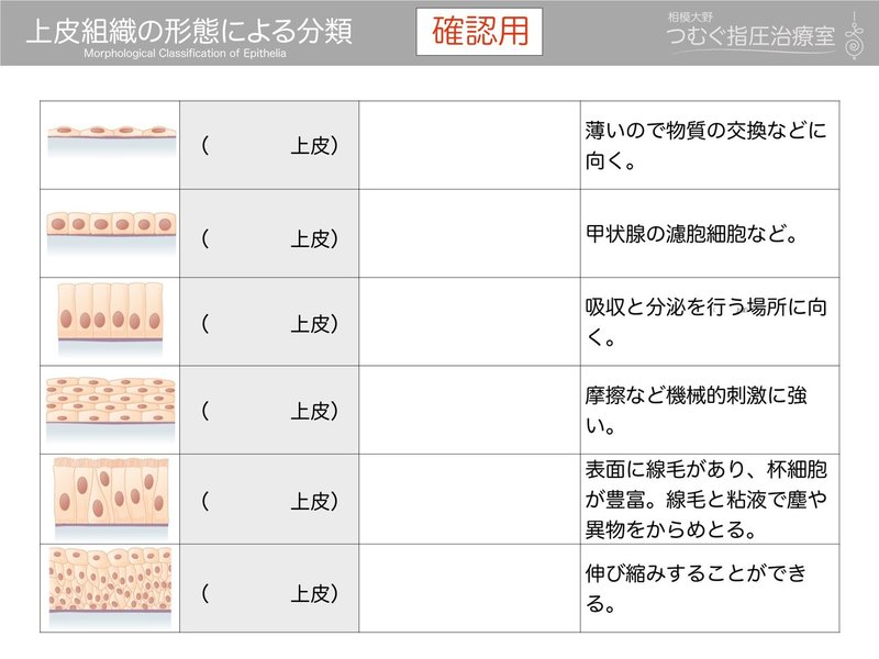 上皮組織の分類 黒澤一弘 Note