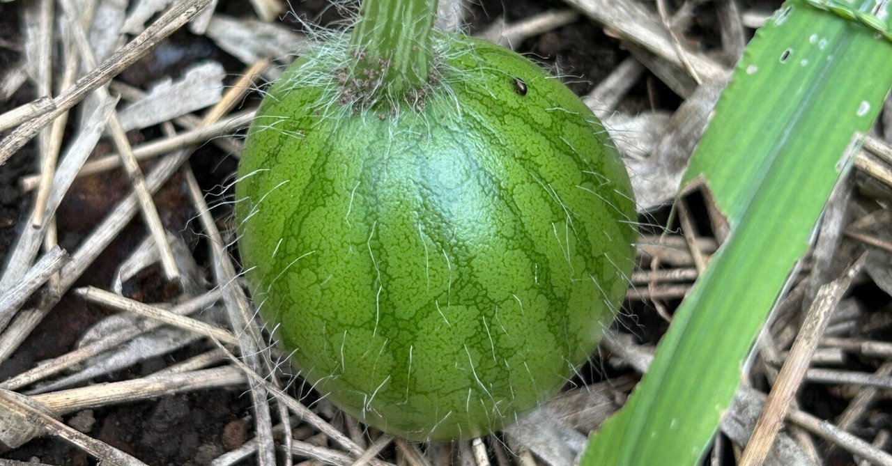 養生訓 巻第一 総論(上) その1|ROCO