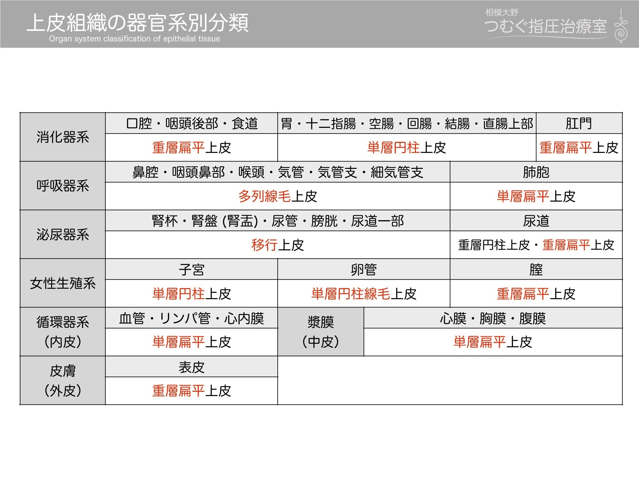単 層 扁平 上皮