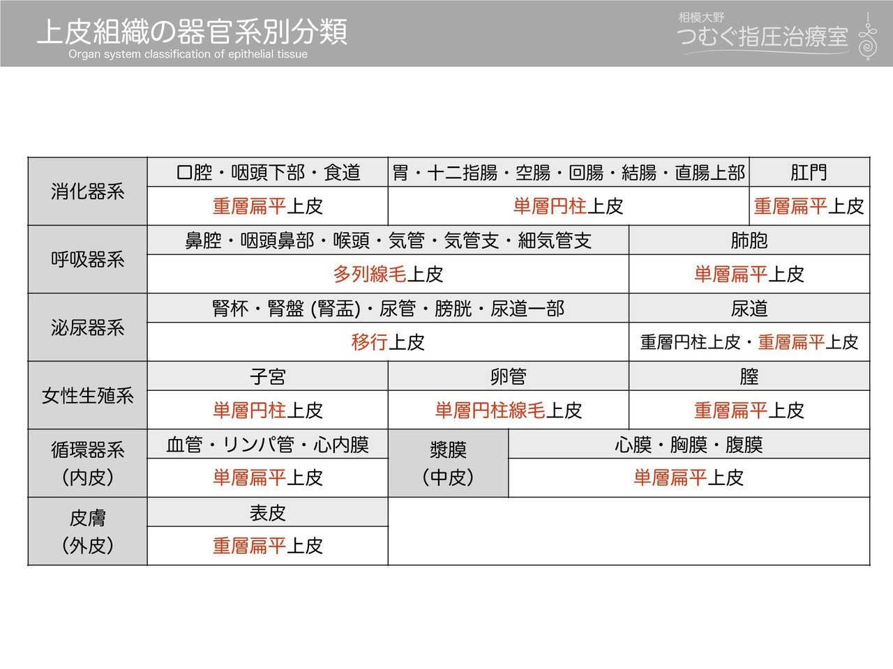 上皮組織の分類 かずひろ先生 黒澤一弘 解剖学 Note 上皮組織の分類 かずひろ先生 黒澤一弘 解剖学 Note