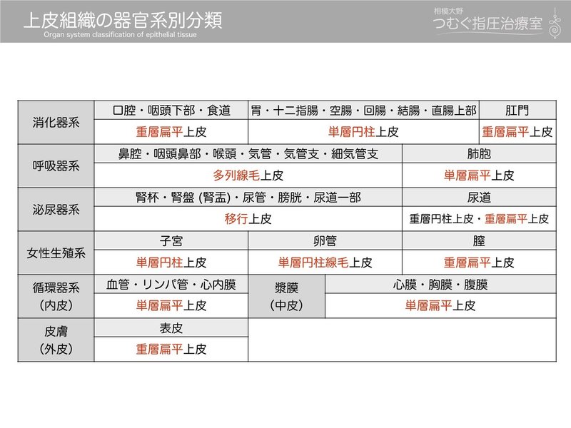 上皮組織の分類 黒澤一弘 Note 上皮組織の分類 黒澤一弘 Note