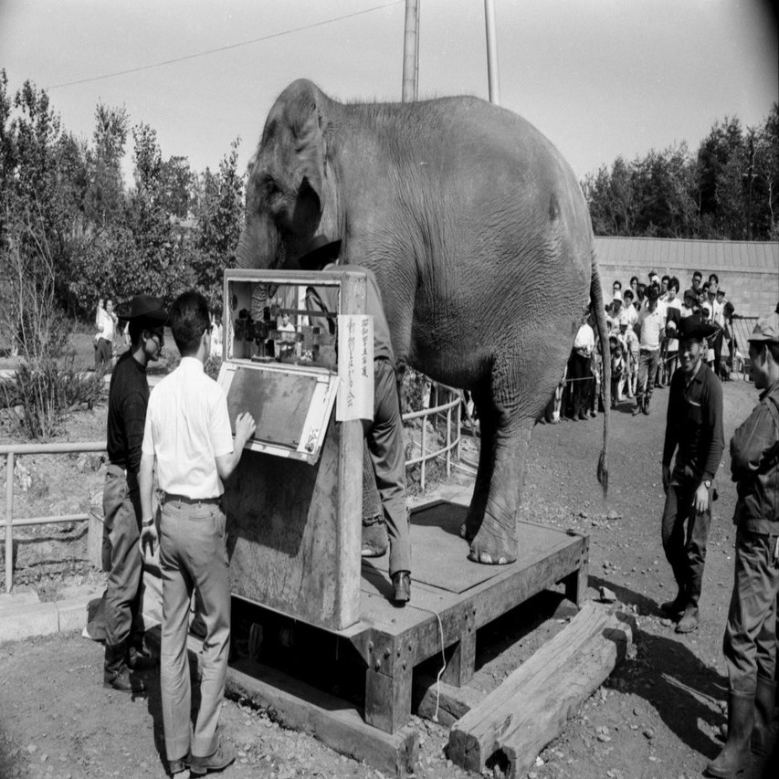 大象さん インドゾウ「ナナ」天国へ 北海道の寒さに負けず、笑顔を届けた最後の
