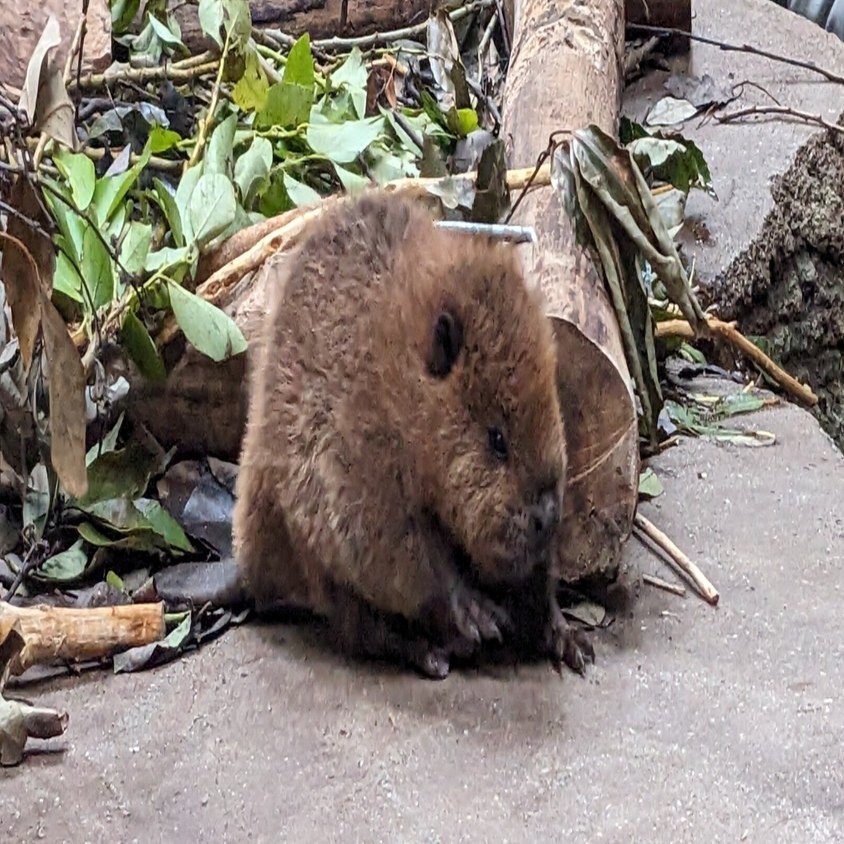 神戸どうぶつ王国】アメリカビーバーの赤ちゃん🦫｜Takahashies