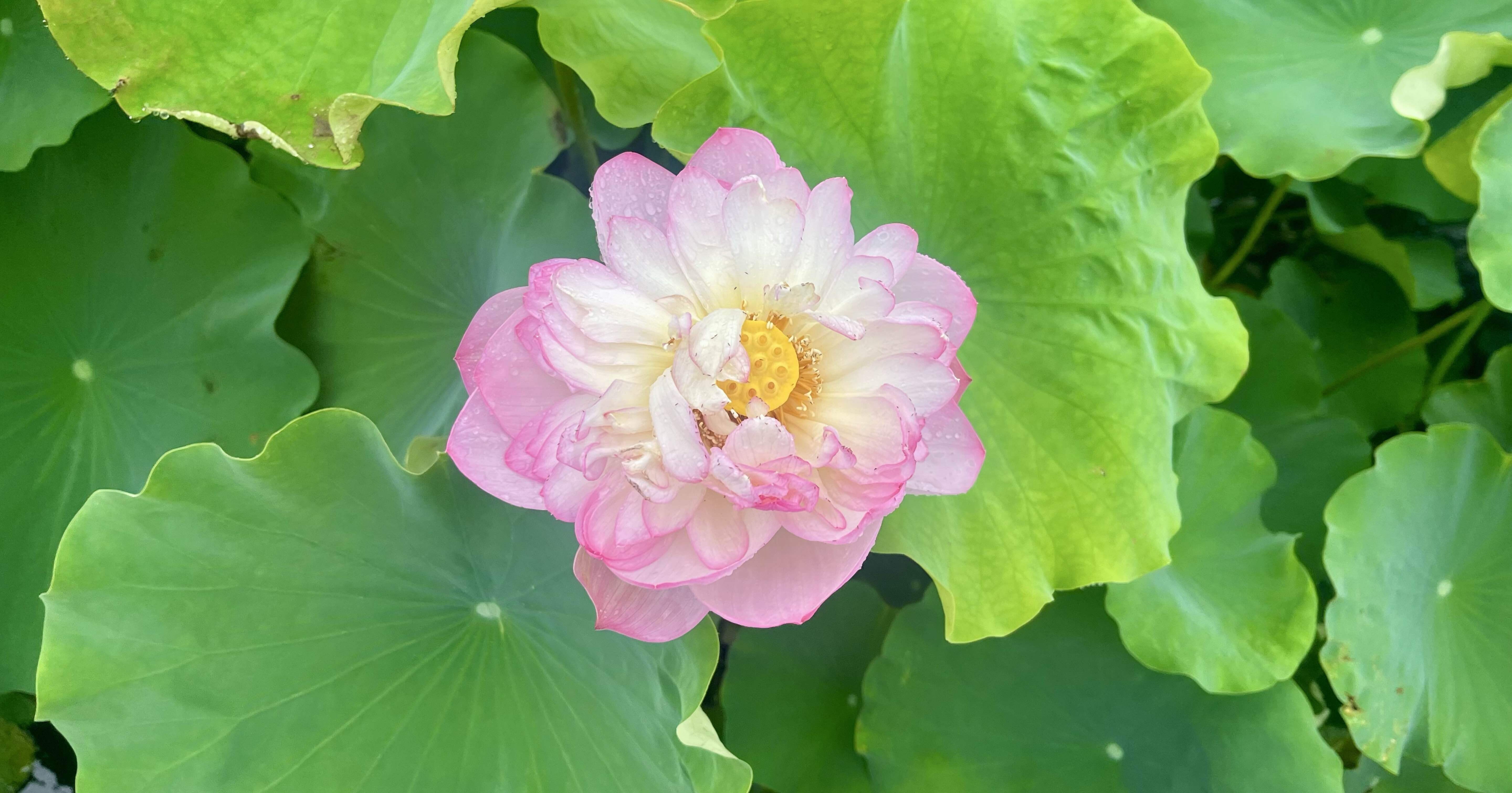 花蓮様　確認ページ 日記|露はじく泥中の蓮、すっくと立ち｜ねぎしみん