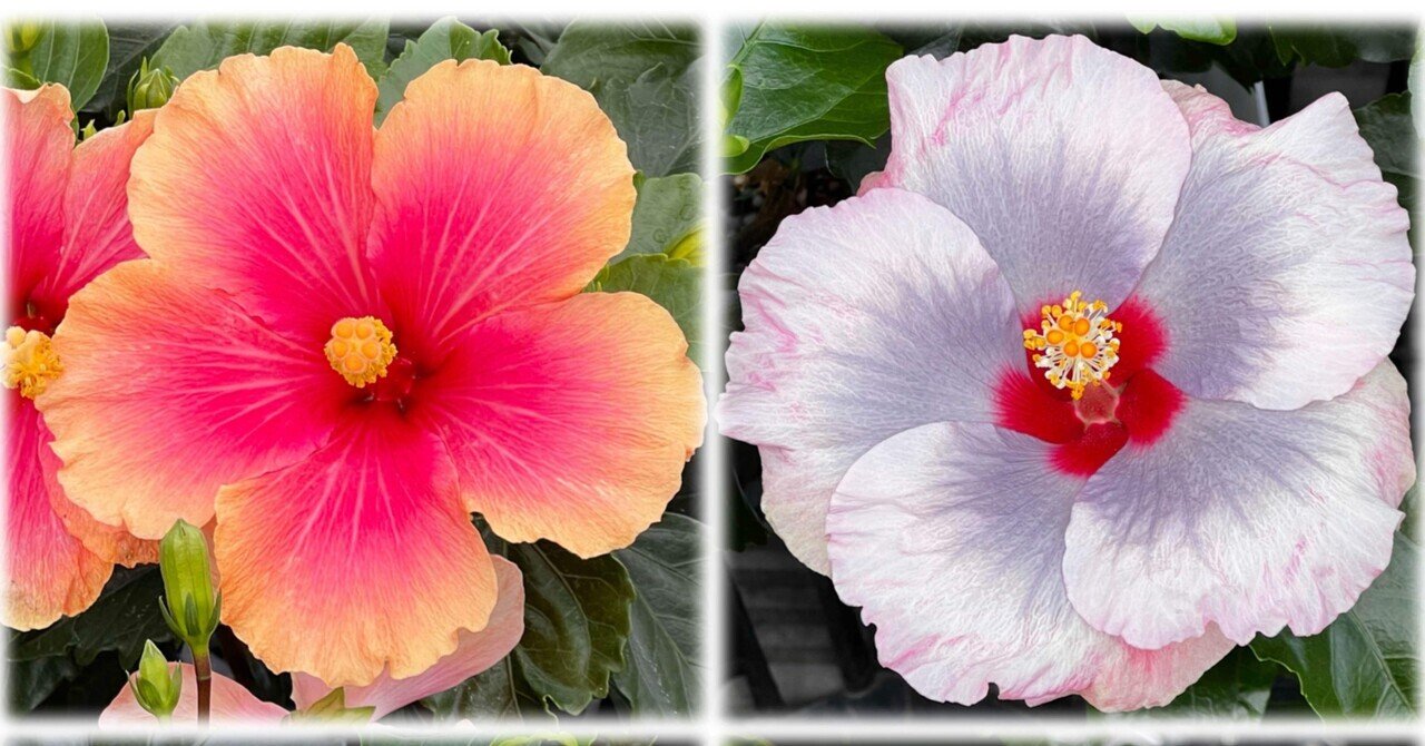 〈必見〉ハワイアンレトロ希少品 ハイビスカスの花付き女性の顔像 必見〉ハワイアンレトロ希少品 ハイビスカスの花付き女性の顔像