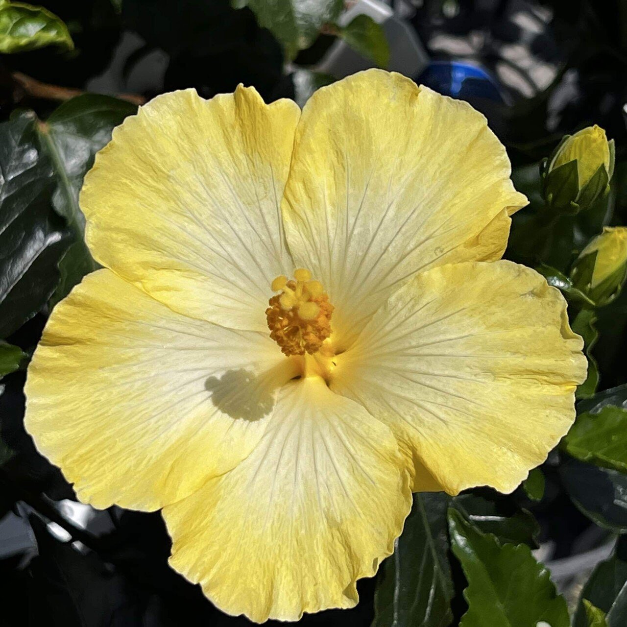 南国ハワイのお花 ｜植物日記
