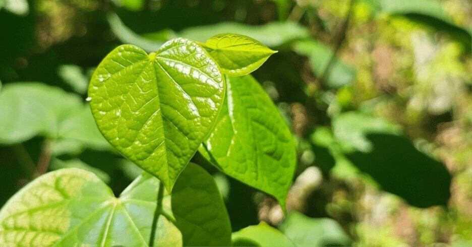 葉っぱ、かわいいですよね」のひとことから｜Risa＠庭師