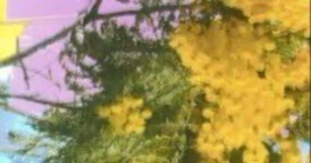 【初回プレス盤】Four Tet - Into Dust Into Dust (Still Falling) | Four Tet