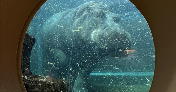 ♡ゴマちゃん達の寒中お見舞いに駆けつけたうさぎ＆とり♡シーグラスアート あざらし うさおじょの舞🎶🎀🎵(⸝⸝ᐡ. ̫ .ᐡ⸝⸝) . . . #推して