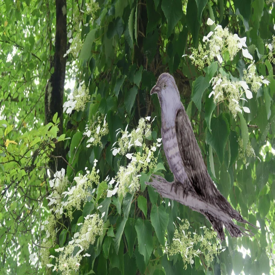 歌に詠まれた初鳴きは、ホトトギスなのかカッコウなのか 吾妻鏡の今