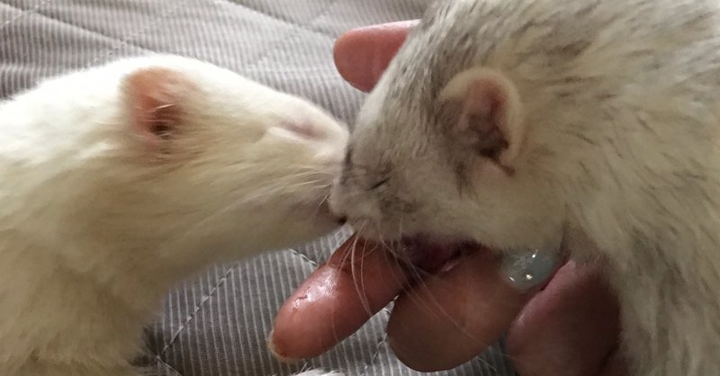この可愛い生き物はなんだ 白い天使達 ゴレゴリ Note