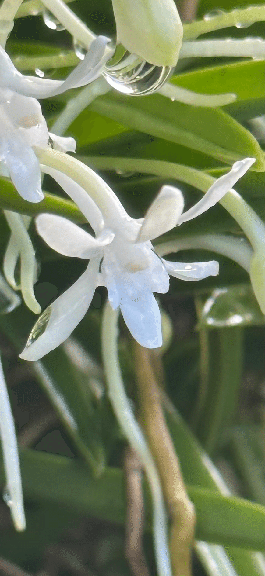 風蘭　大株　白花 風蘭 大株 白花