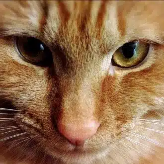 ビビ