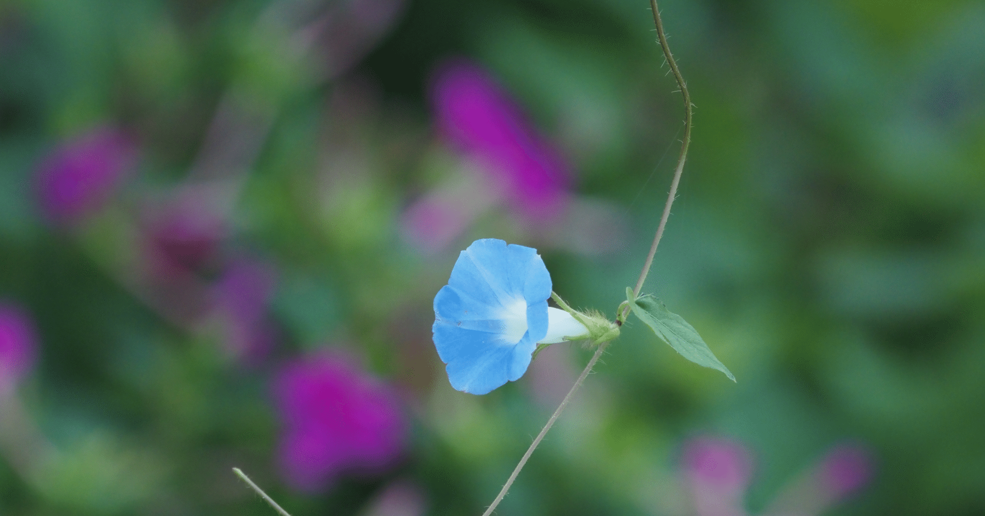 金曜のメディシノバのこの記事がすごいアクセス数になった。でも、書いてよかった。やはり機関投資家の罠だった。その後のナスダック が暴騰した。28日月曜日が最後の買場、ホルダーの運命が大きく変わる日は近い。就｜kuronekomarimo