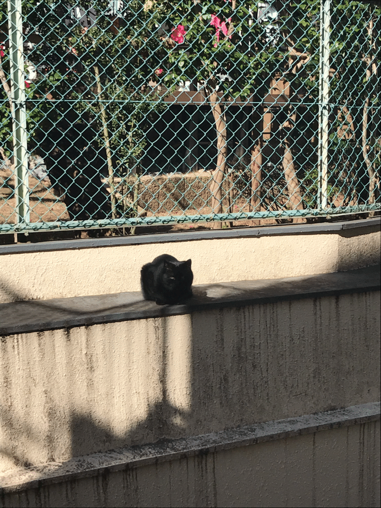 たまに見かける黒猫さん。よく晴れた二月初めに、会いました。