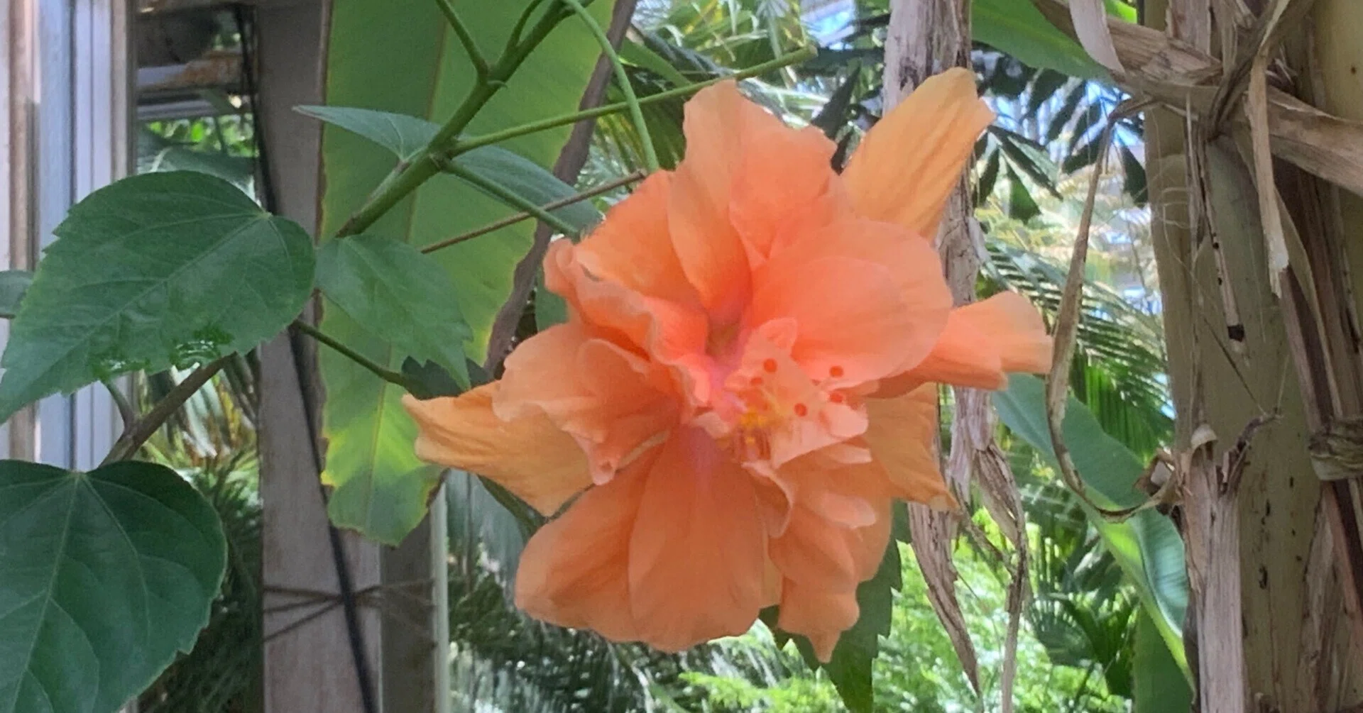 ハイビスカス（京都府立植物園）：2025年7月29日（火）｜藤井秀昭