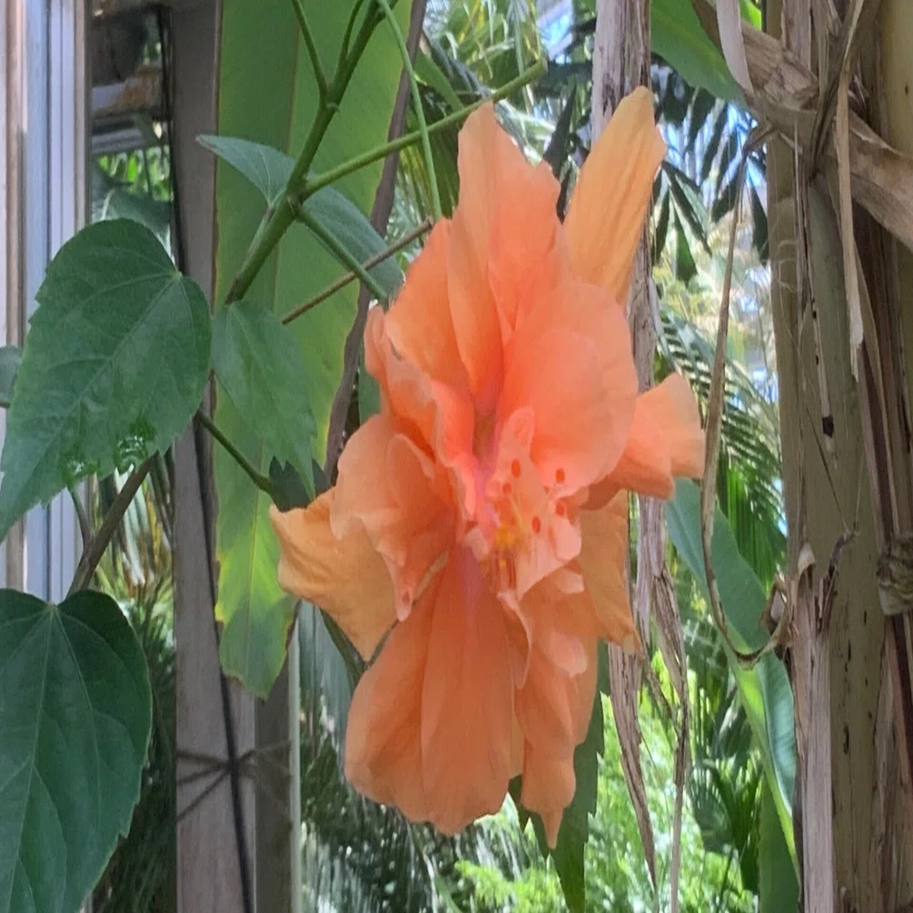 ハイビスカス（京都府立植物園）：2025年7月29日（火）｜藤井秀昭