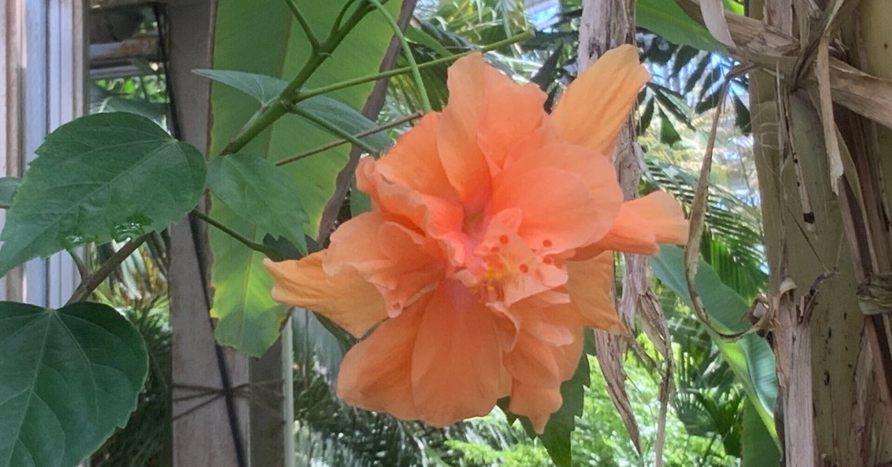 安藤幹衛　林檎の花咲く丘 Amazon.co.jp: 花咲く丘: ミュージック